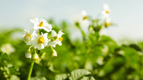 Photo of Blooming potato bushes in field against blue sky, closeup