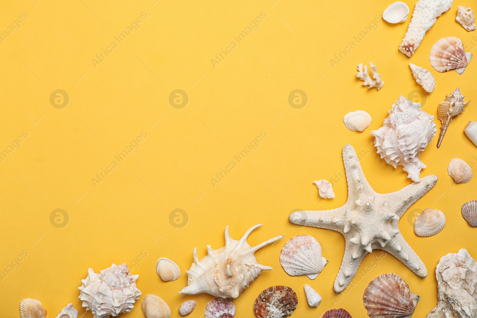 Photo of Different shells and sea star on color background, top view. Beach resort