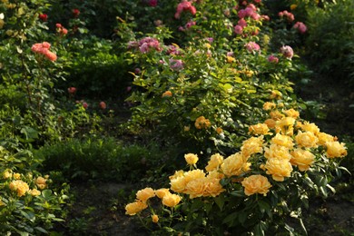 Beautiful blooming yellow rose bushes in garden