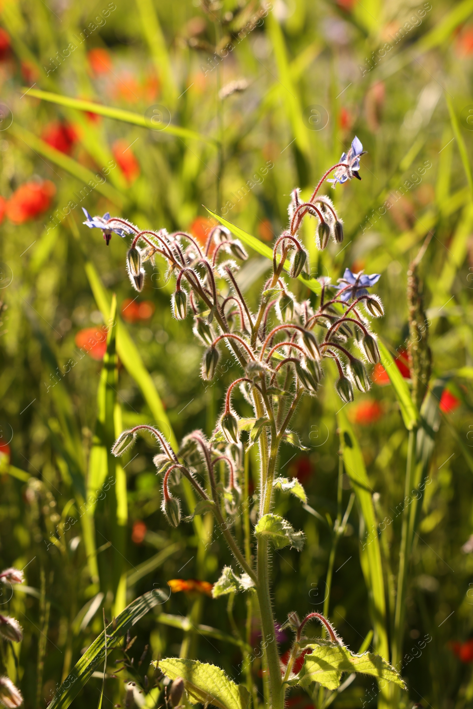 Photo of Beautiful wild flowers growing outdoors on sunny day, closeup