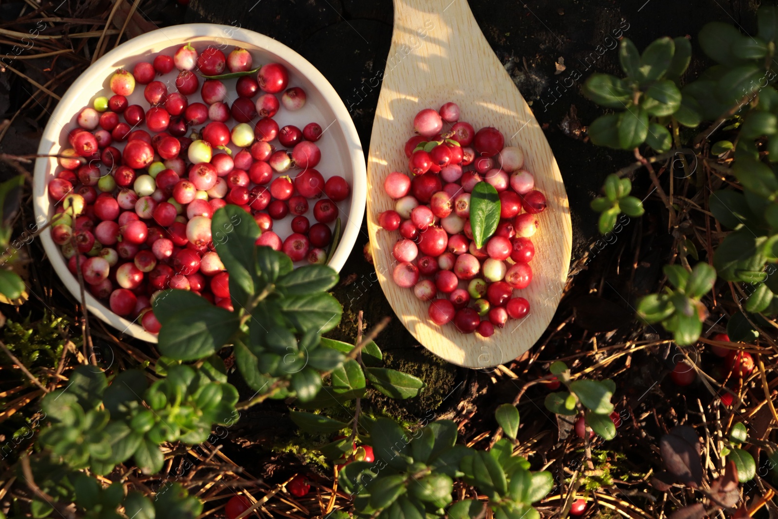 Photo of Delicious ripe red lingonberries in bowl wooden spoon outdoors, top view