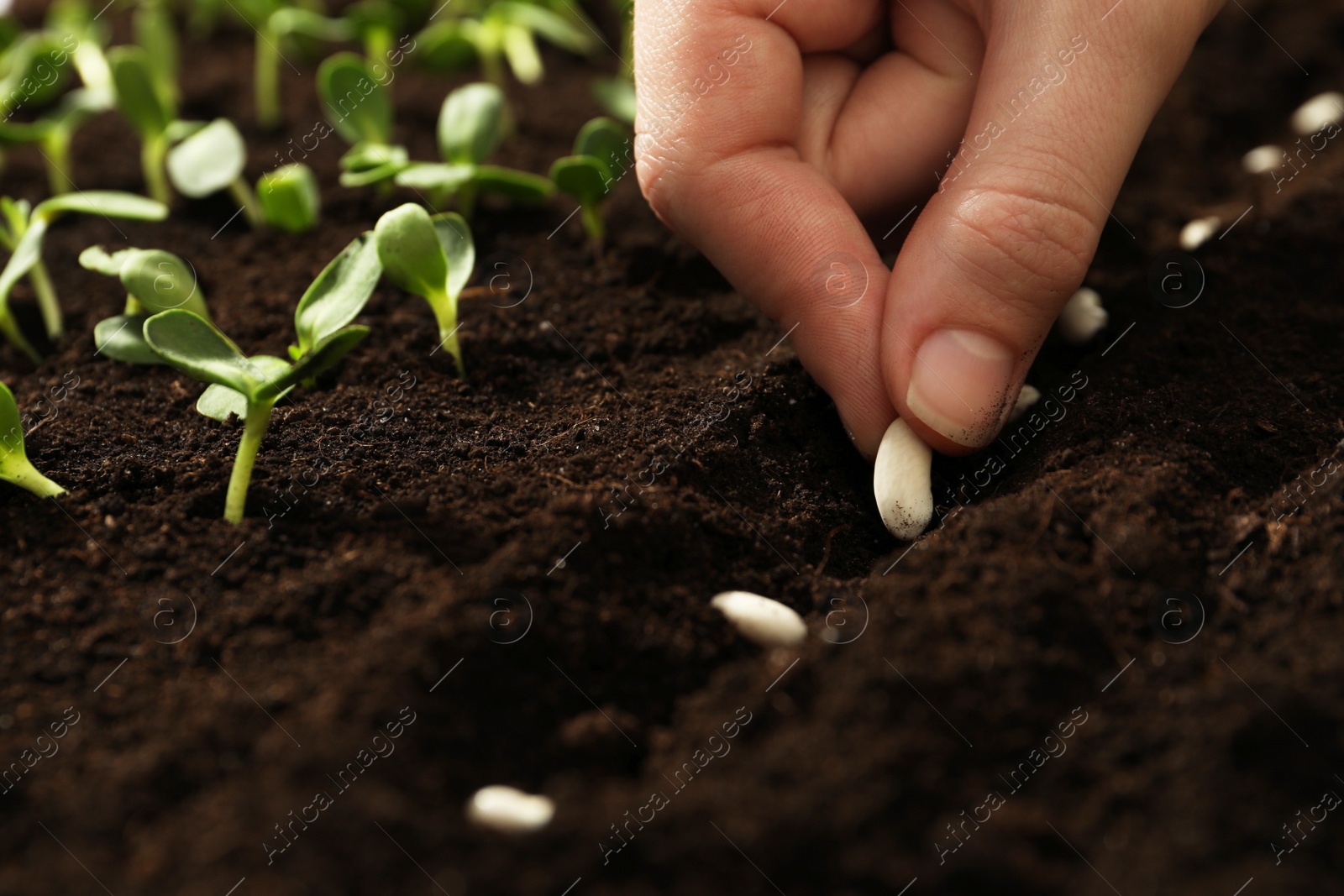 Photo of Woman planting beans into fertile soil, closeup. Vegetable seeds