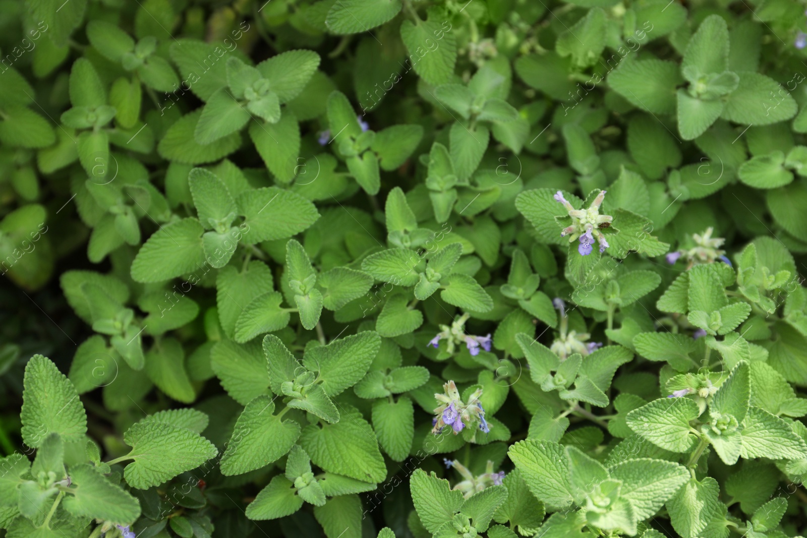 Photo of Beautiful melissa with lush green leaves growing outdoors