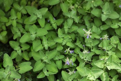 Beautiful melissa with lush green leaves growing outdoors