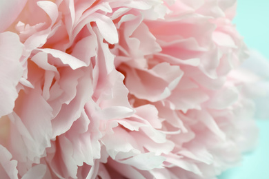 Photo of Beautiful pink peony on light blue background, closeup