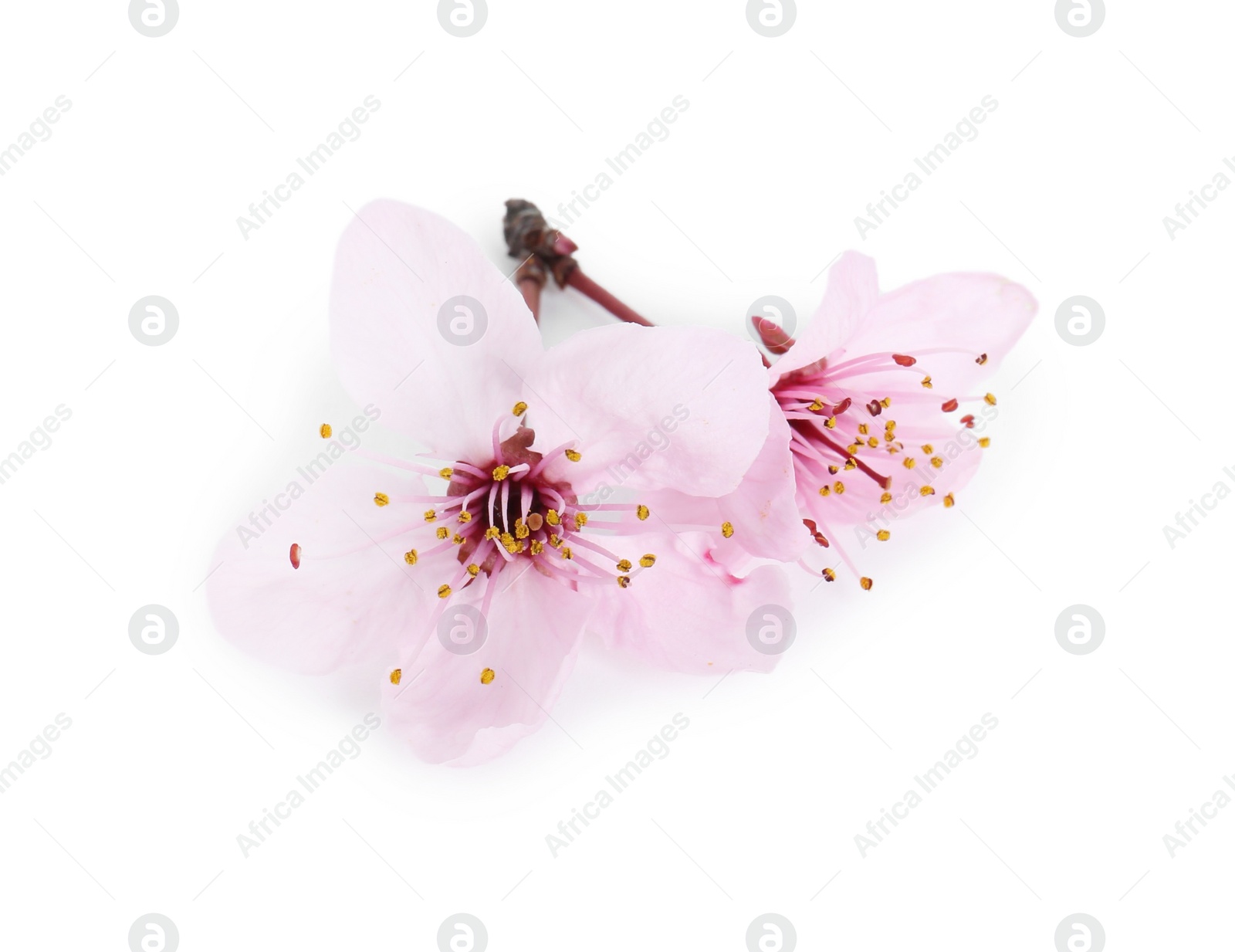 Photo of Beautiful spring tree blossoms isolated on white