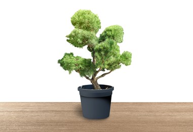 Image of Beautiful bonsai tree in pot on wooden table against white background