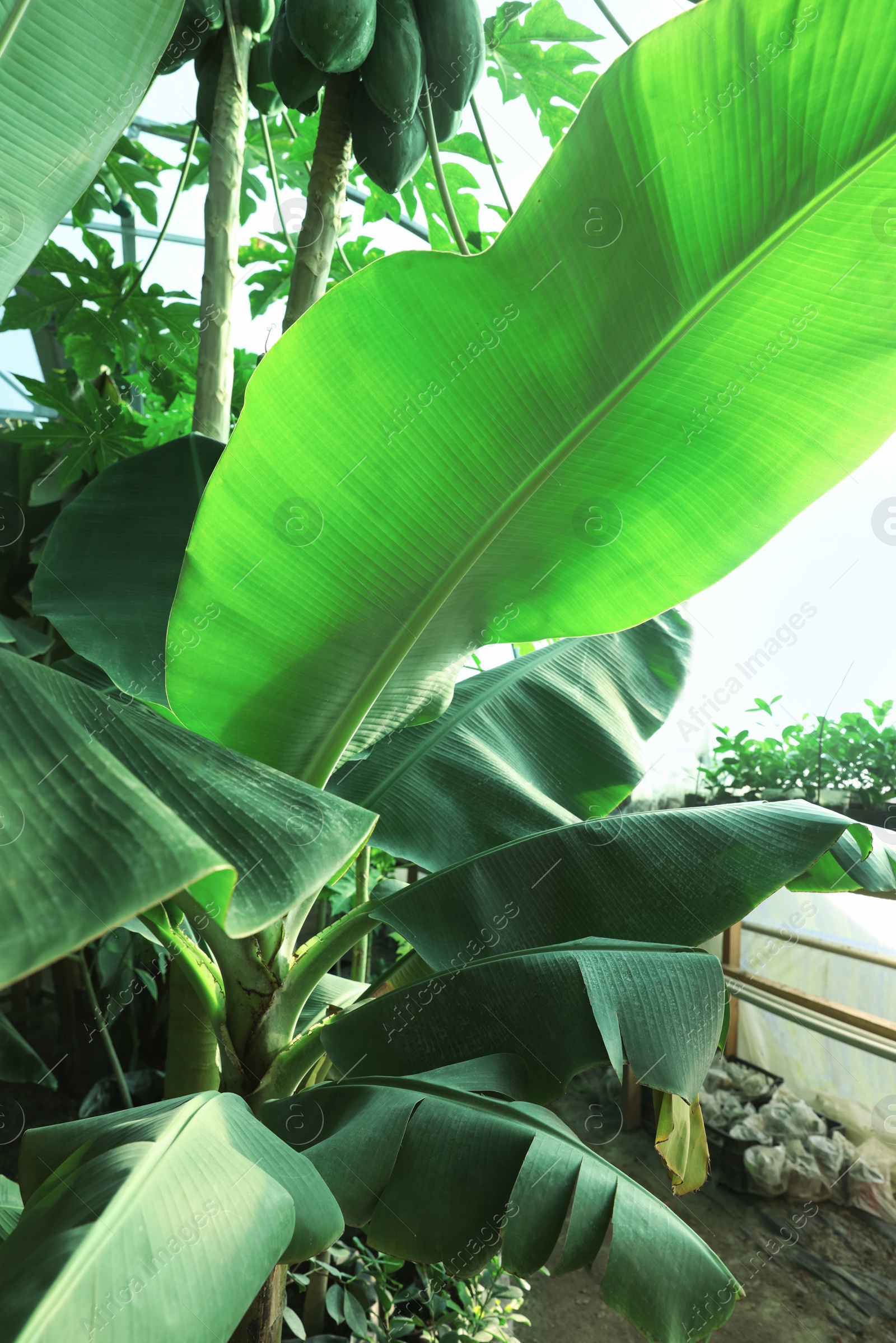 Photo of Banana tree with green leaves growing outdoors, closeup