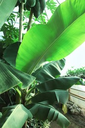 Banana tree with green leaves growing outdoors, closeup