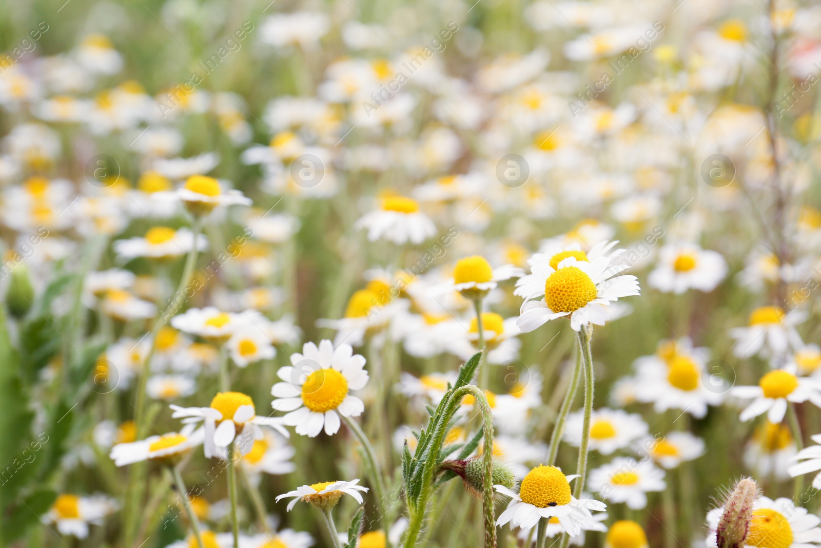 Photo of Beautiful chamomile flowers growing in field, closeup