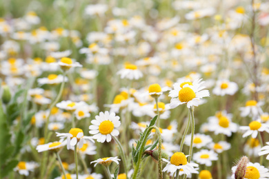 Photo of Beautiful chamomile flowers growing in field, closeup