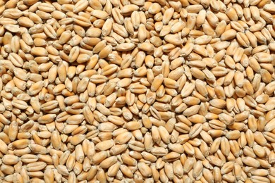 Photo of Closeup of wheat grains as background, top view