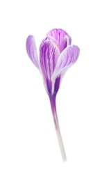 Photo of Beautiful fresh crocus flower isolated on white