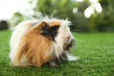 Photo of Adorable guinea pig on green grass outdoors. Lovely pet