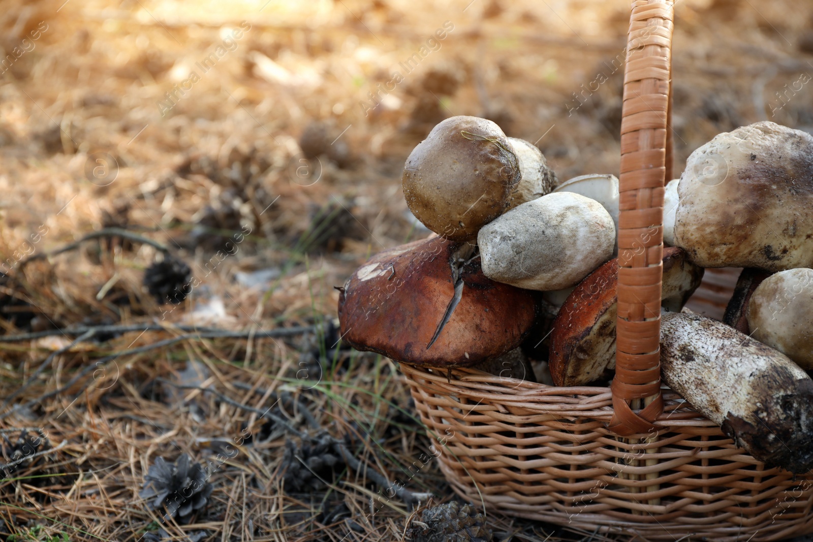 Photo of Wicker basket with fresh wild mushrooms in forest, closeup