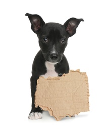 Cute little puppy and blank piece of cardboad on white background. Lonely pet