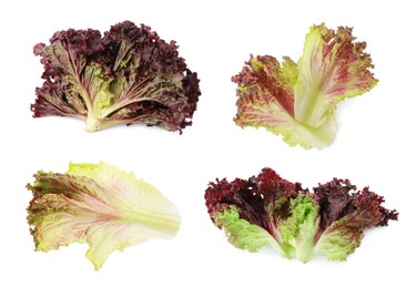 Collage with oakleaf lettuce isolated on white