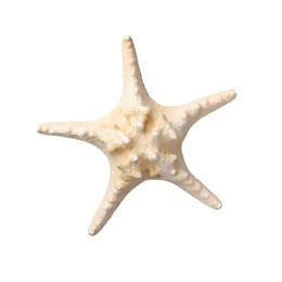 Photo of Beautiful sea star isolated on white. Beach object