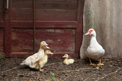 Beautiful Muscovy duck with ducklings in farmyard