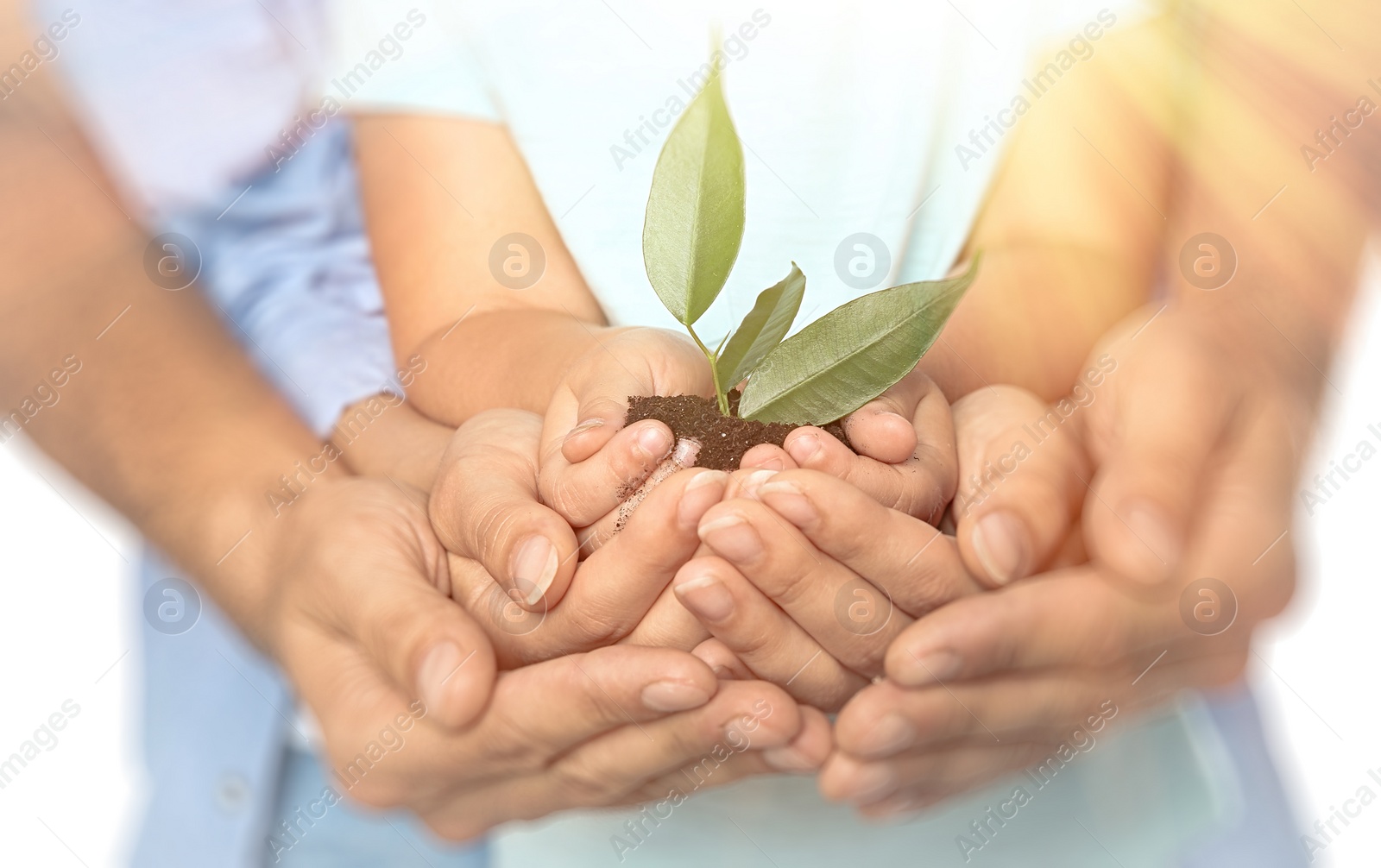 Image of Family holding soil with green plant in hands on light background, closeup