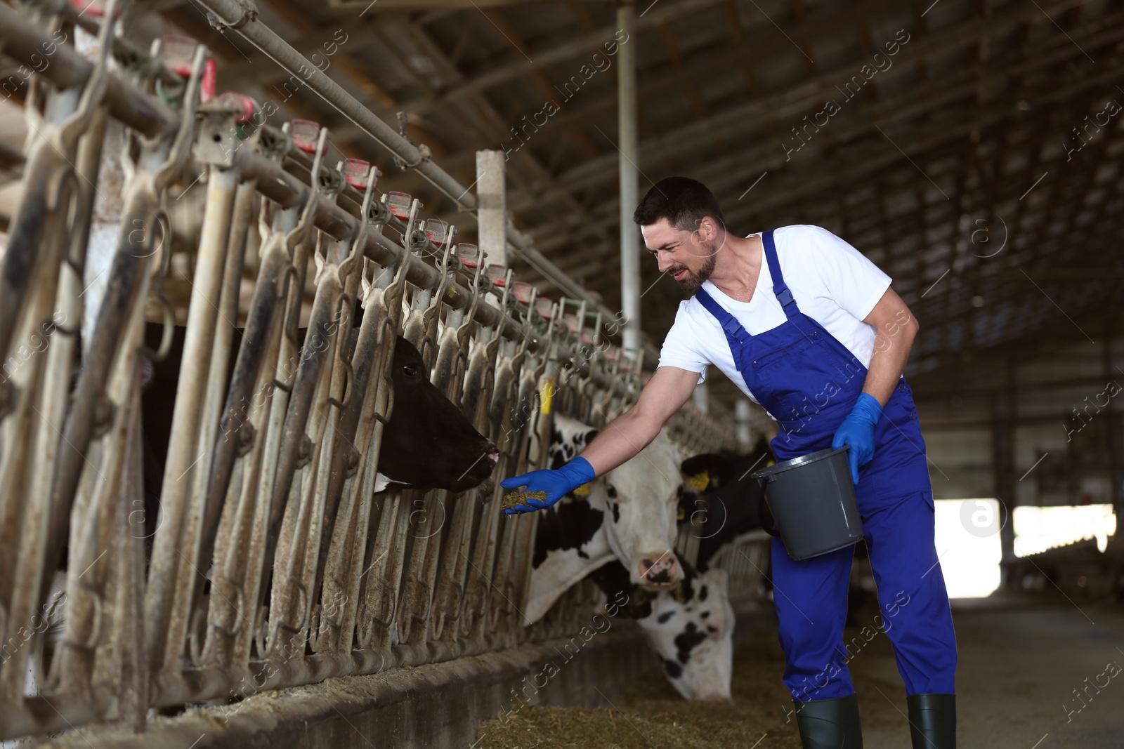 Photo of Worker feeding cow with hay on farm. Animal husbandry