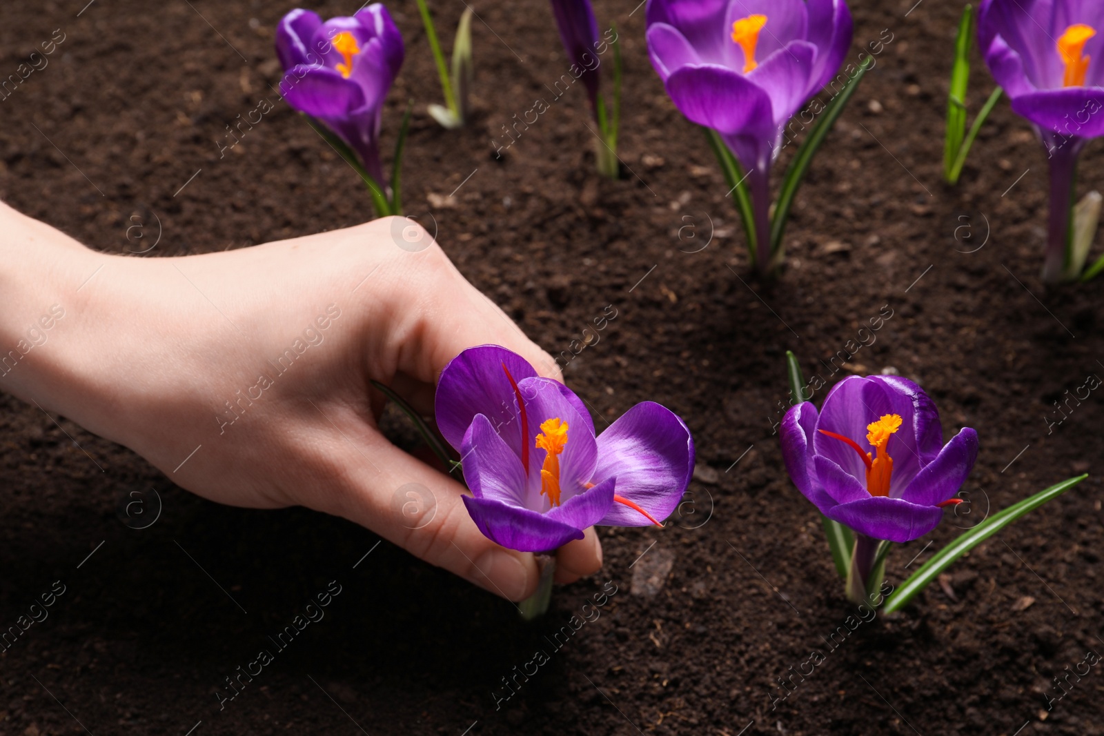 Photo of Woman with beautiful Saffron crocus flower outdoors, closeup