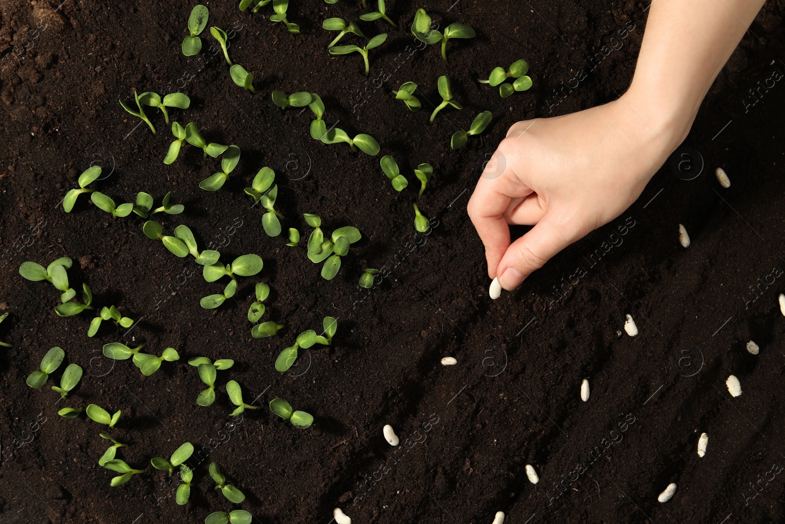 Photo of Woman planting white beans into fertile soil, closeup. Vegetable seeds