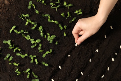 Photo of Woman planting white beans into fertile soil, closeup. Vegetable seeds