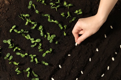 Woman planting white beans into fertile soil, closeup. Vegetable seeds