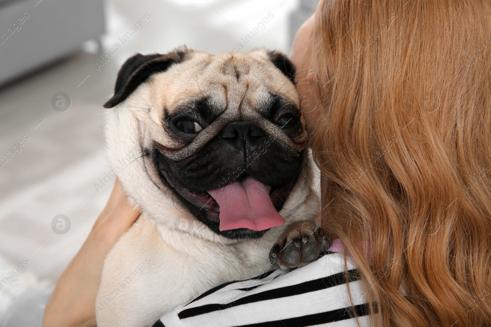 Photo of Woman with cute pug dog at home. Animal adoption