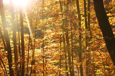 Picturesque view of beautiful forest on sunny autumn day