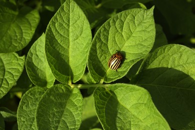 Colorado potato beetle on green plant outdoors, closeup