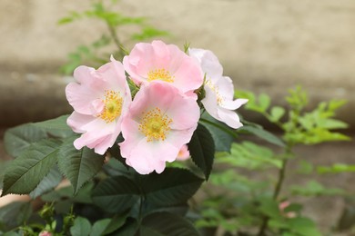 Briar rose bush with beautiful flowers outdoors