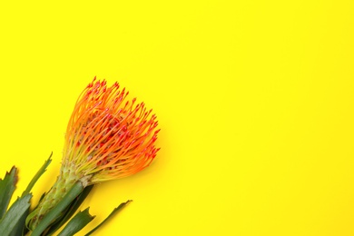 Photo of Beautiful protea flower on yellow background. Tropical plant