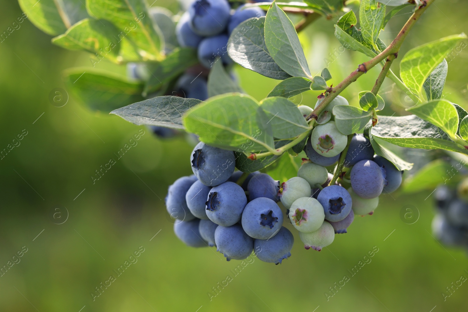 Photo of Wild blueberries growing outdoors, closeup and space for text. Seasonal berries