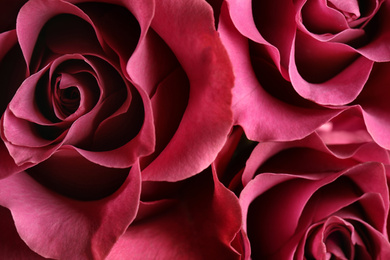 Beautiful fresh roses as background, closeup view. Floral decor