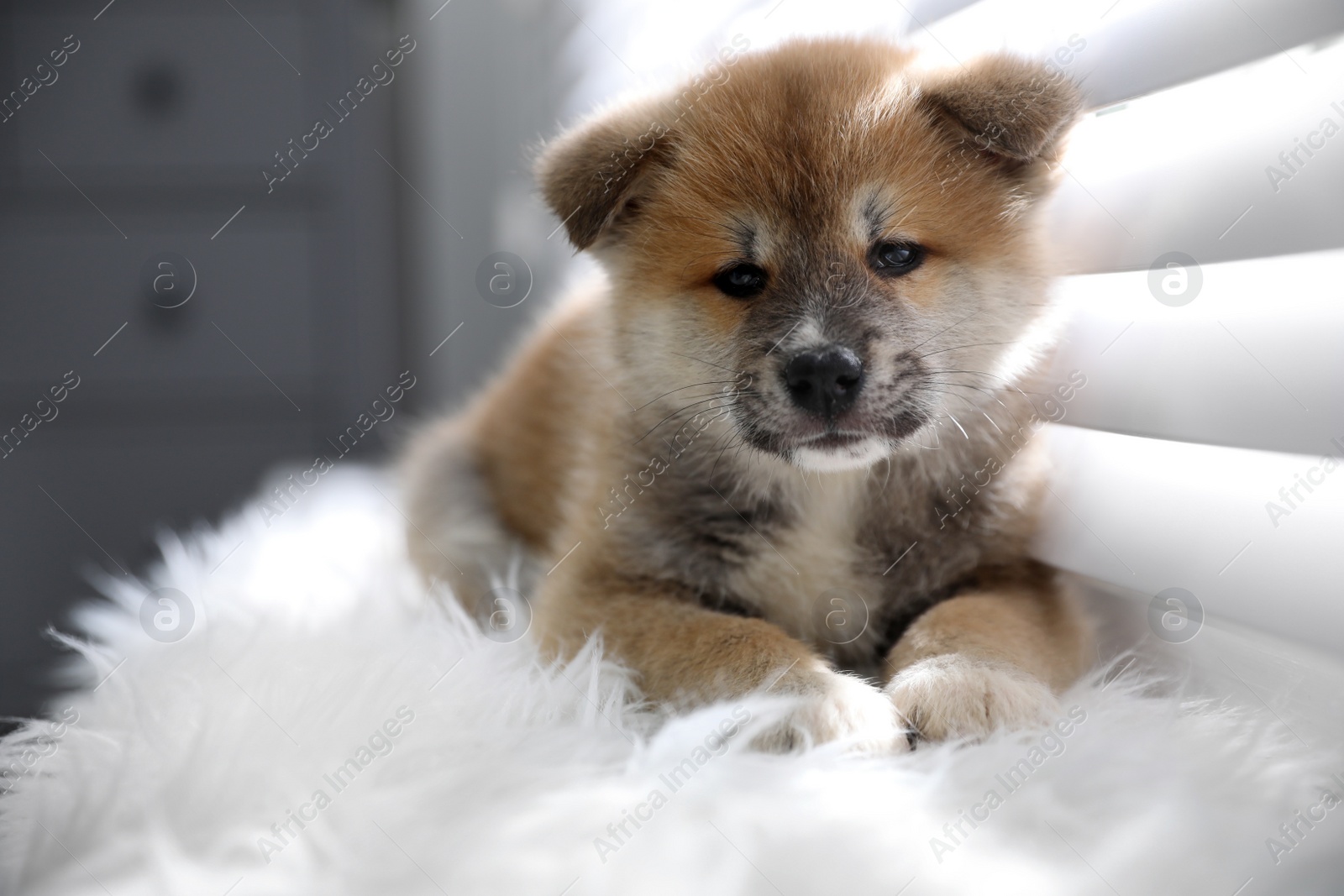Photo of Cute Akita Inu puppy on fuzzy rug near window indoors