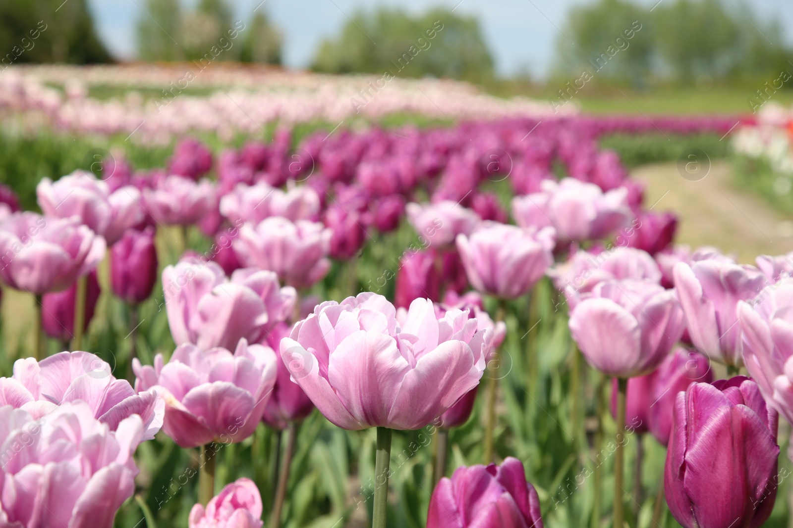 Photo of Beautiful colorful tulip flowers growing in field