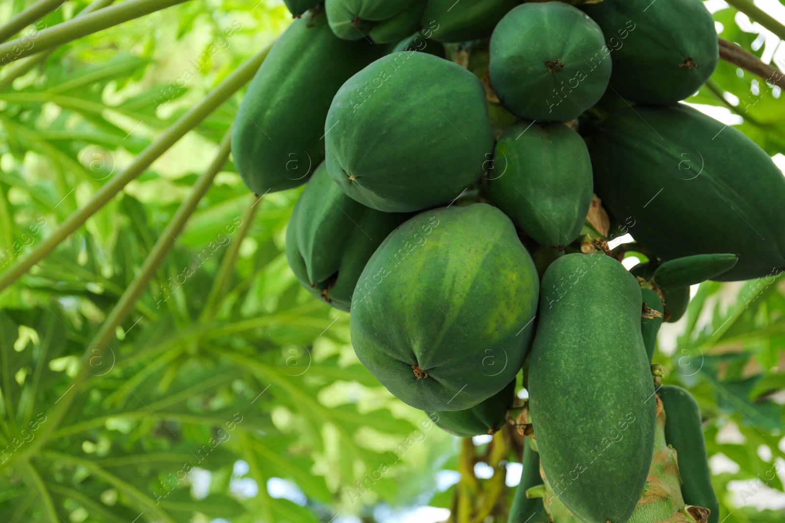 Photo of Unripe papaya fruits growing on tree outdoors, closeup. Space for text