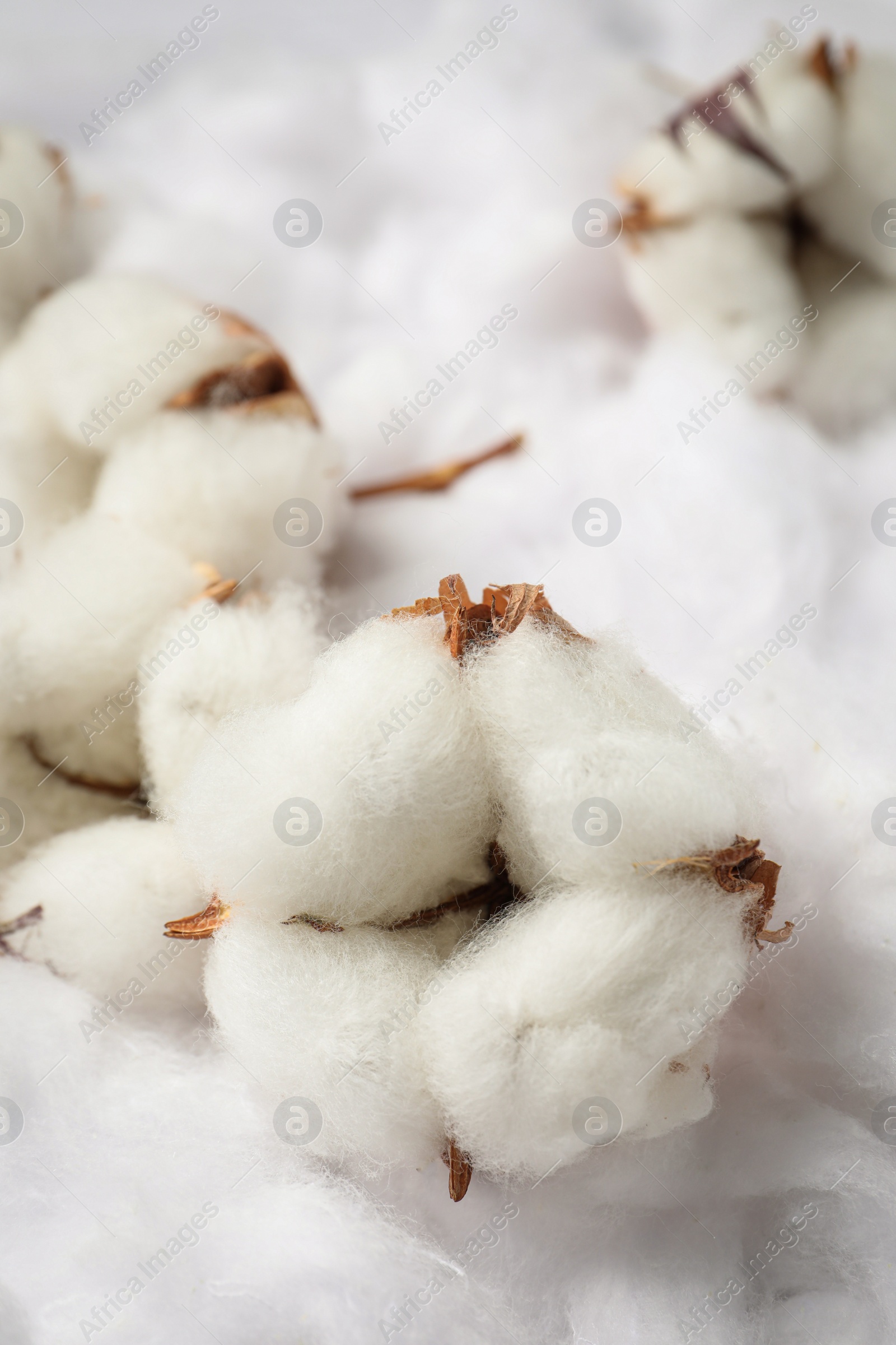 Photo of Cotton flowers on white fluffy background, closeup