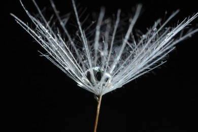 Photo of Seeds of dandelion flower with water drop on black background, macro photo