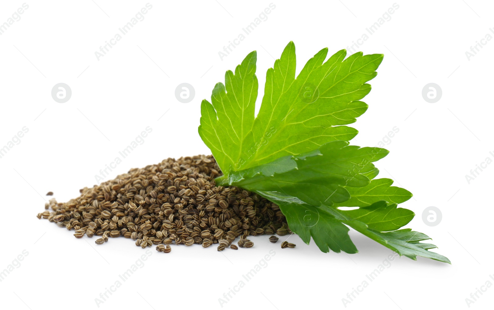 Photo of Pile of celery seeds and fresh plant isolated on white