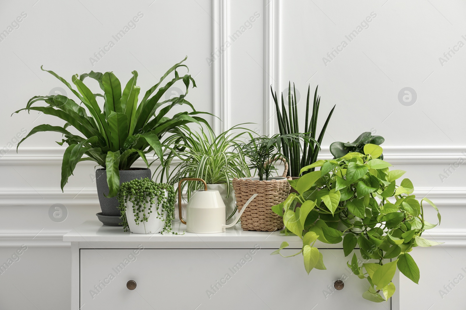 Photo of Green potted houseplants on chest of drawers near white wall