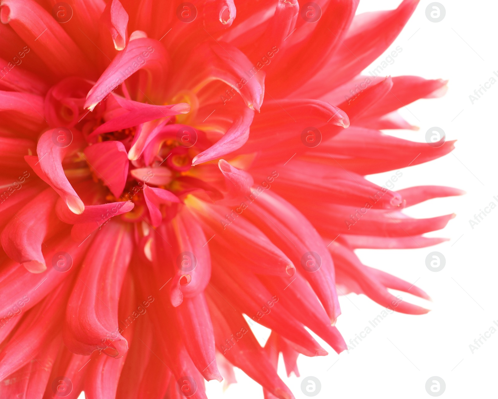 Photo of Beautiful pink dahlia flower on white background, closeup