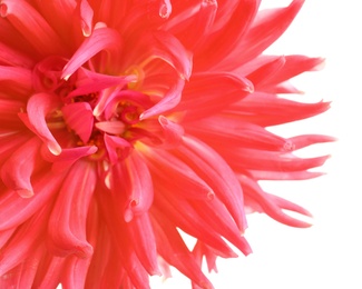 Beautiful pink dahlia flower on white background, closeup