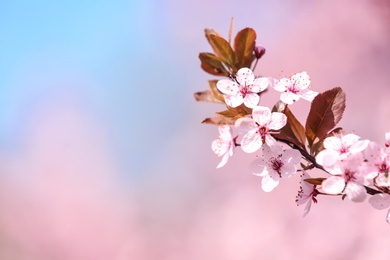 Branch of blossoming spring tree with tiny flowers on blurred background. Space for text