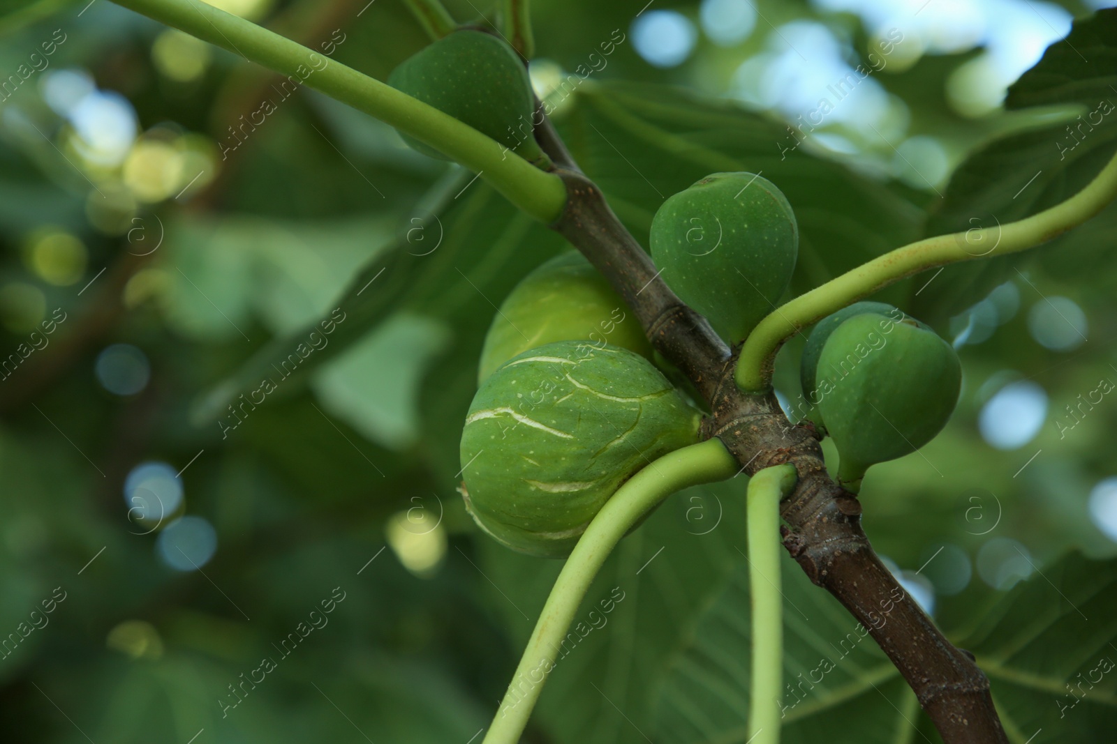 Photo of Unripe figs on tree branch outdoors, closeup