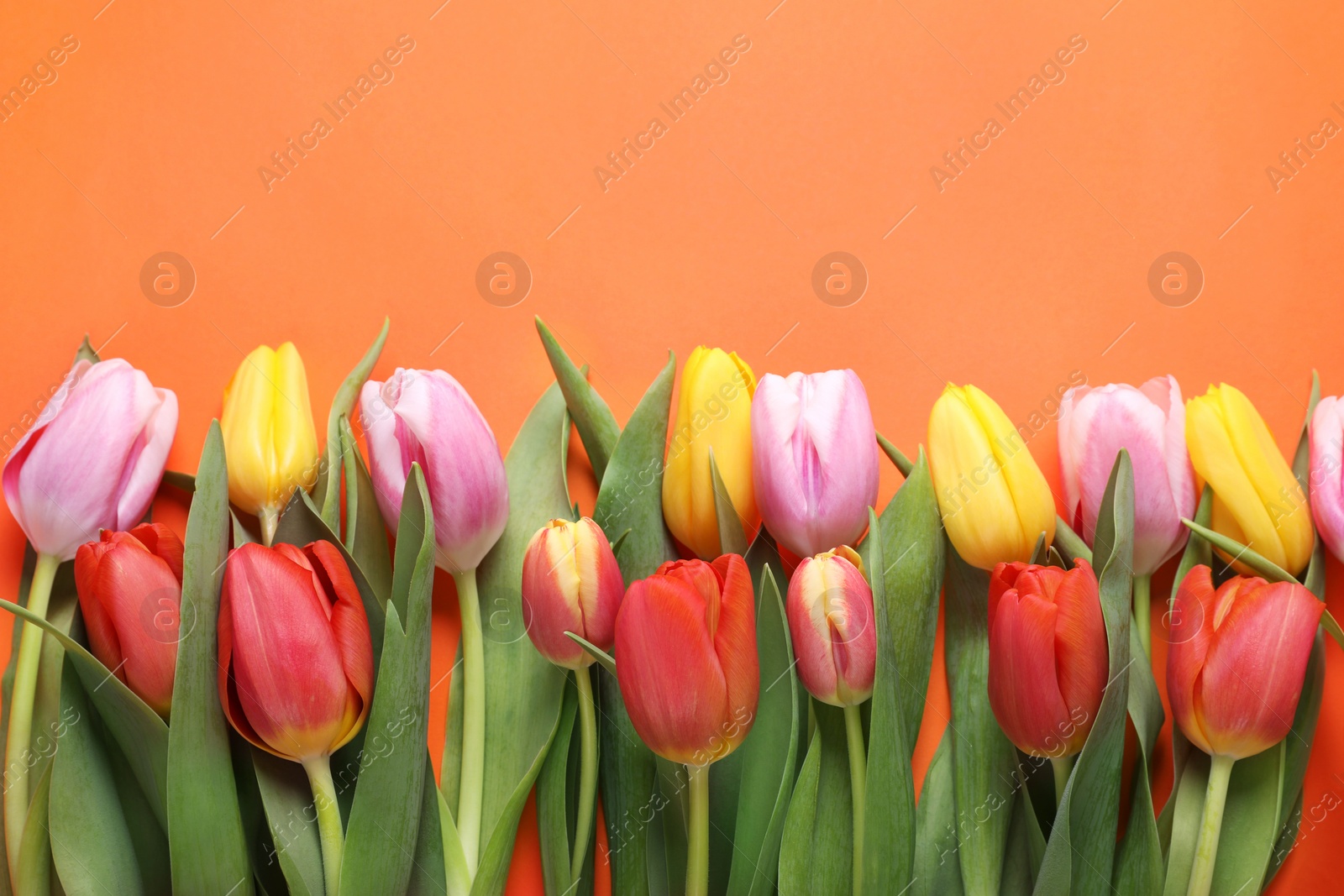 Photo of Beautiful colorful tulips on orange background, flat lay. Space for text