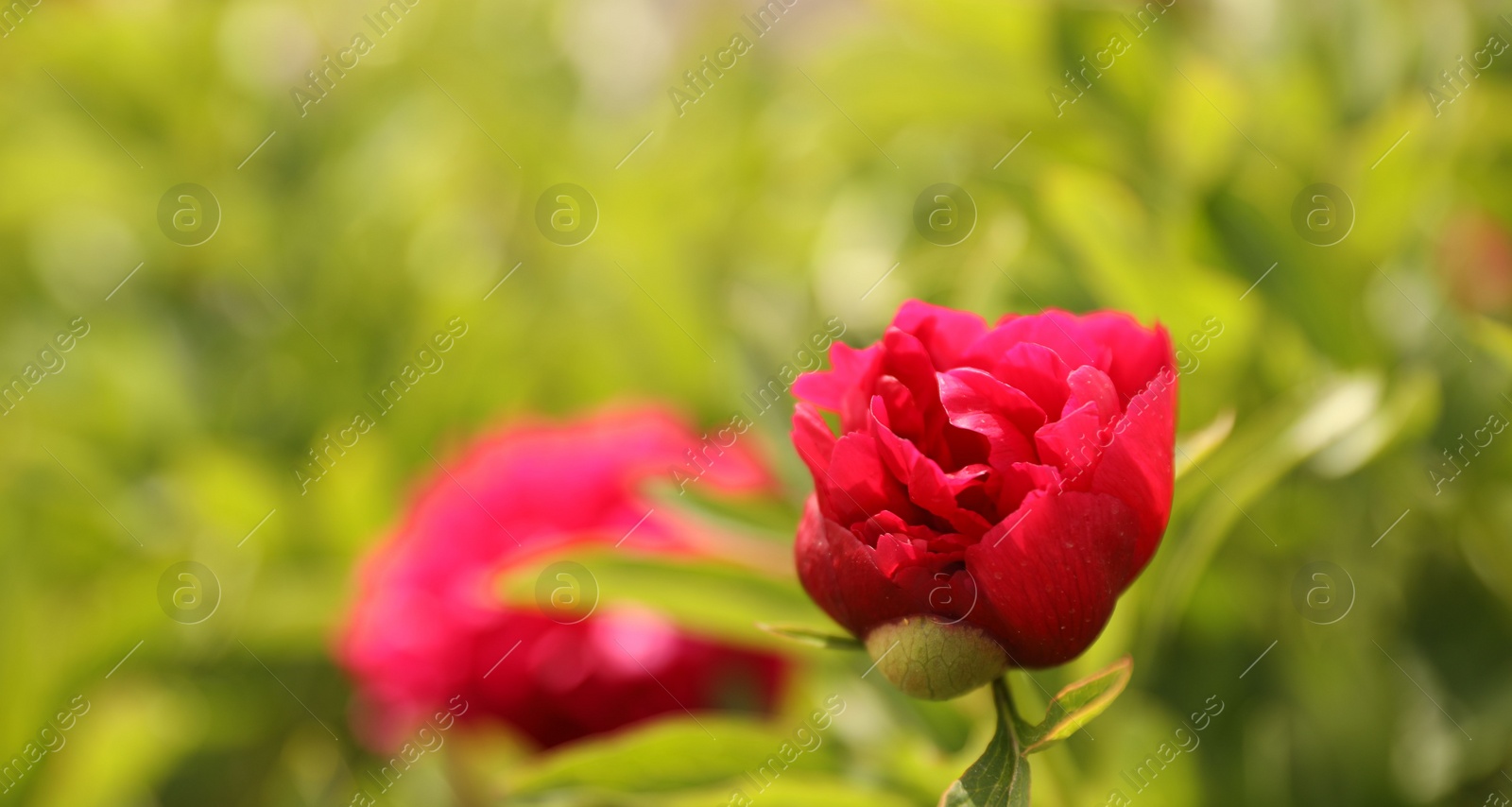 Photo of Beautiful red peony bud outdoors on spring day, closeup