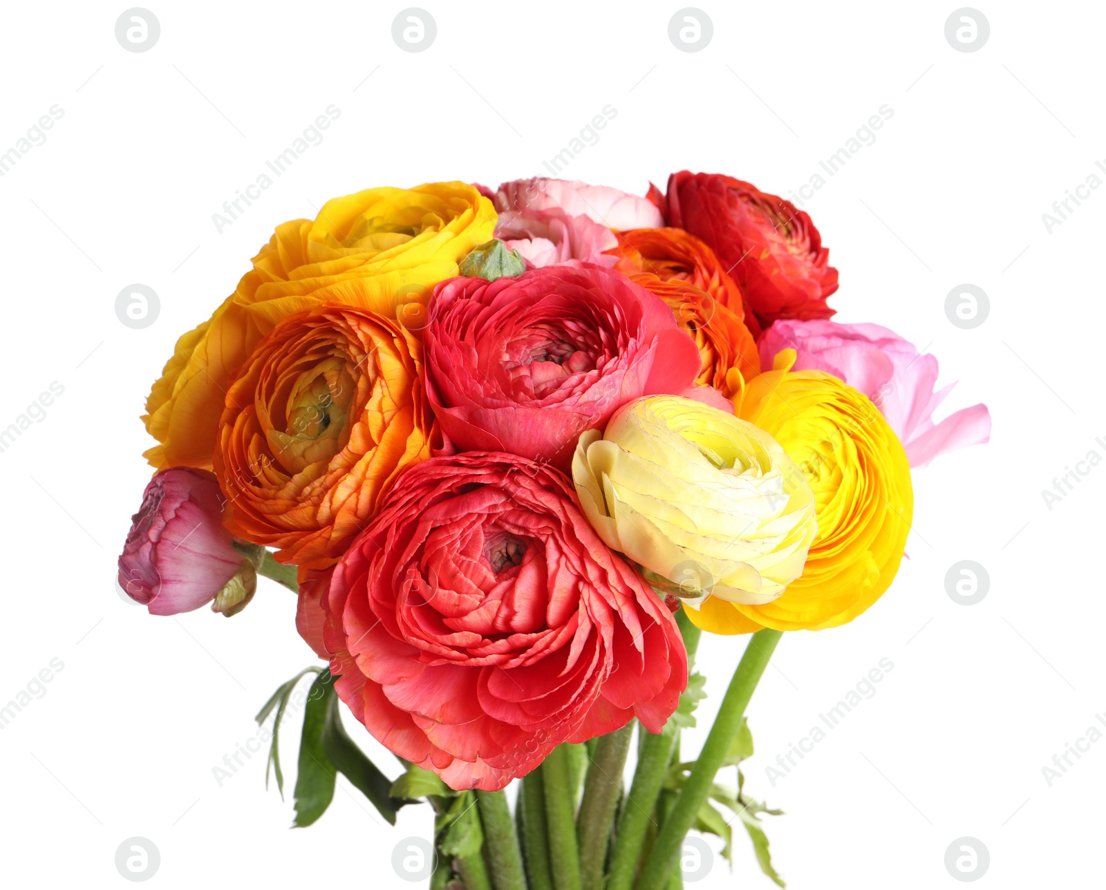 Photo of Beautiful fresh ranunculus flowers on white background